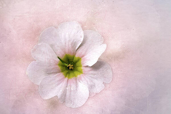 This Flower Was One Of Many At O'connor Woods Art Print featuring the digital art Pale Primrose by Terry Davis