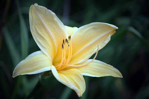 Lilies Art Print featuring the photograph Pale Yellow Day Lily by Terence Davis
