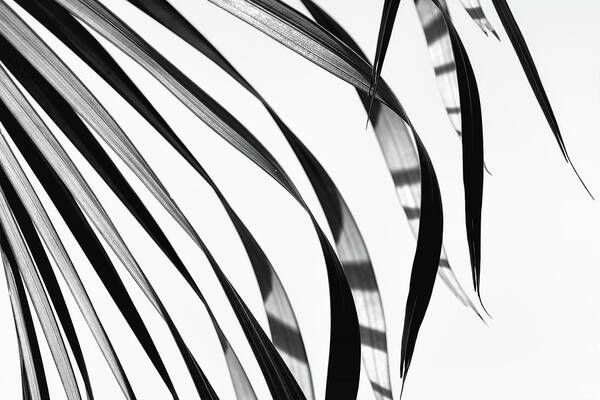 Chris Johnson Art Print featuring the photograph Palm Leaf Pattern by Christopher Johnson