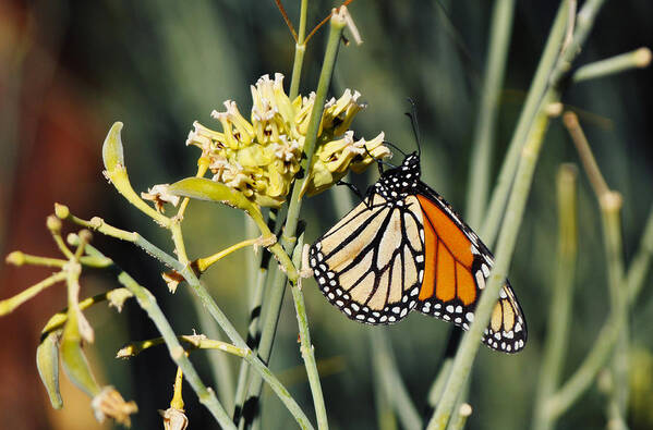 Palm Springs Art Print featuring the photograph Palm Springs Monarch by Kyle Hanson