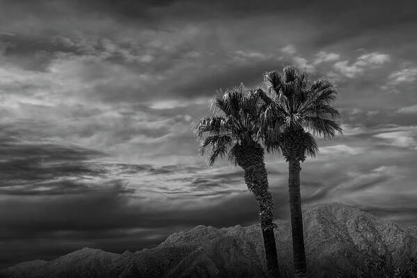 Tree Art Print featuring the photograph Palm Trees by Borrego Springs in Black and White by Randall Nyhof