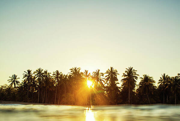 Surfing Art Print featuring the photograph Palms And Rays by Nik West