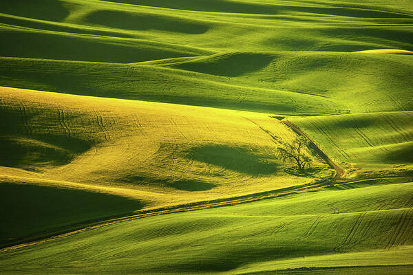 The Palouse Art Print featuring the photograph Palouse Shades of Green by Dan Mihai