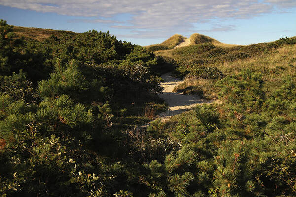 Cape Cod Art Print featuring the photograph Pamet Area Trail System, Truro by Thomas Sweeney