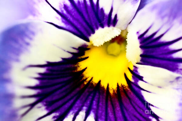 pansy Violets Art Print featuring the photograph Pansy Violets by R K