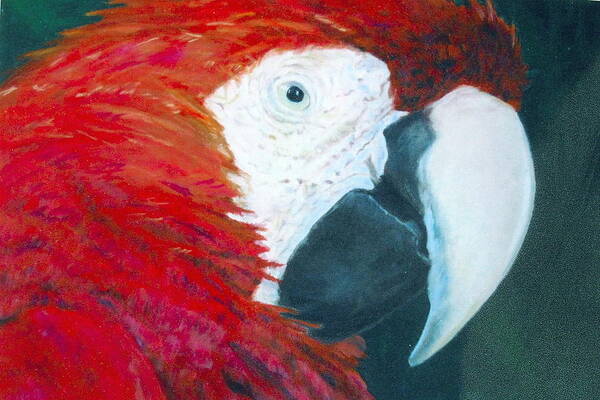 Parrot Art Print featuring the painting Parrot by Deena Greenberg