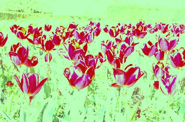 Flowers Art Print featuring the photograph Passion by HweeYen Ong
