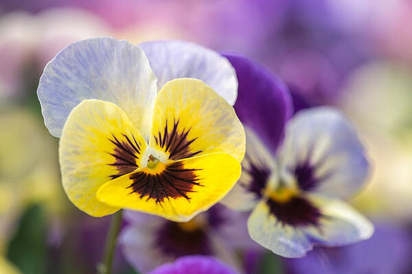 Floral Art Print featuring the photograph Pastel Pansies by Jeff Abrahamson