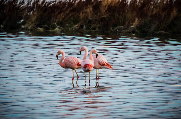 Patagonia Art Print featuring the photograph Patagonia Flamingoes by Walt Sterneman