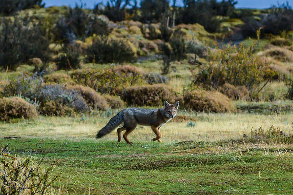 Patagonia Art Print featuring the photograph Patagonia Fox by Walt Sterneman