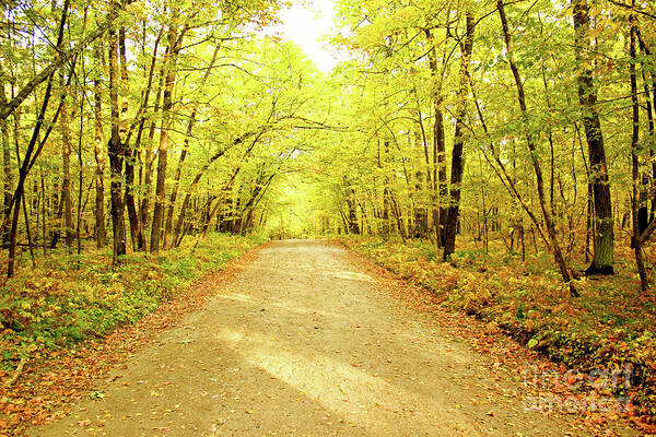 Trail Art Print featuring the photograph Path in the Woods by Becqi Sherman