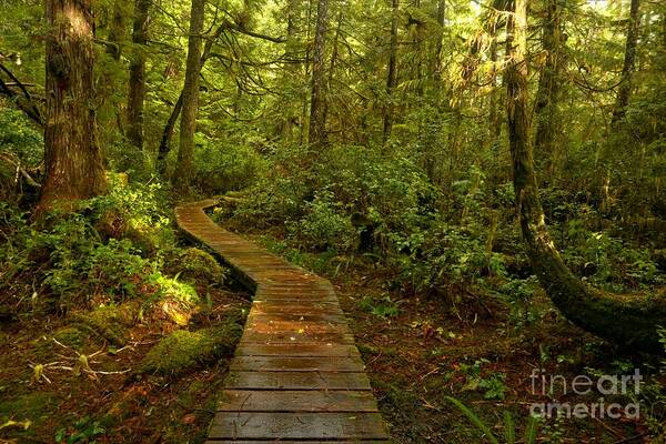 Rainforest Path Art Print featuring the photograph Path To Serenity by Adam Jewell