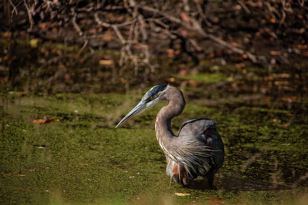 Moment Of The Heron Art Print featuring the photograph Patiently Waiting by Karol Livote