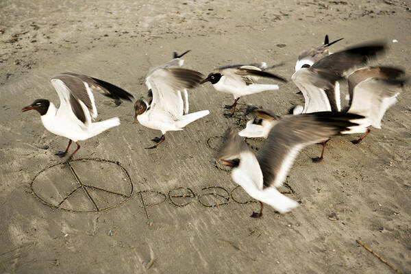 Bird Art Print featuring the photograph Peace Dance by Marilyn Hunt