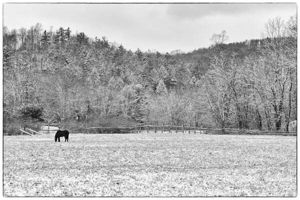 Horse Art Print featuring the photograph Peace on Earth by Monroe Payne