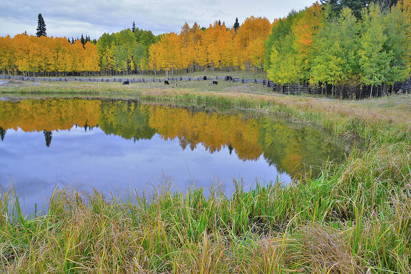 Colorado Art Print featuring the photograph Peaceful Pond by Ray Mathis