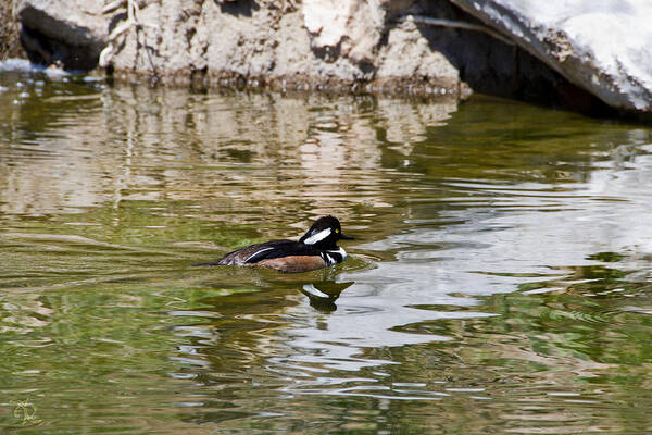 Duck Art Print featuring the photograph Peaceful Swim by Angelina Tamez