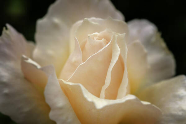 Rose Art Print featuring the photograph Peach Rose by Mary Angelini