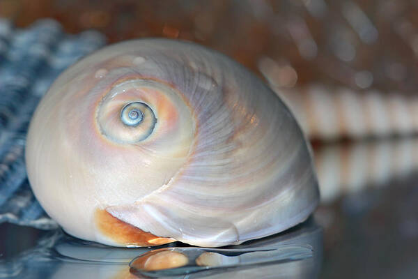 Seashell Art Print featuring the photograph Peach Shell by Angela Murdock