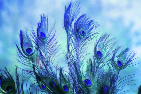 Peacock Art Print featuring the digital art Peacock Beauty by Terry Davis