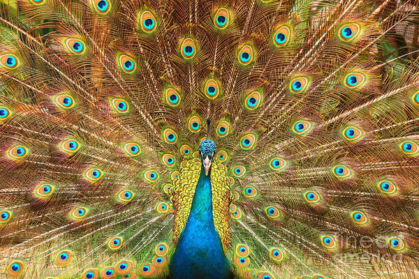 Animal Art Print featuring the photograph Peacock showing its feathers XL by Patricia Hofmeester