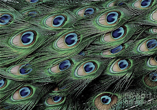 Feather Art Print featuring the photograph Peacock Tail Feathers by Jean Wright