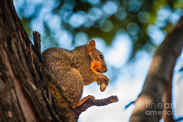 Squirrel Art Print featuring the photograph Peanut Time by Robert Bales
