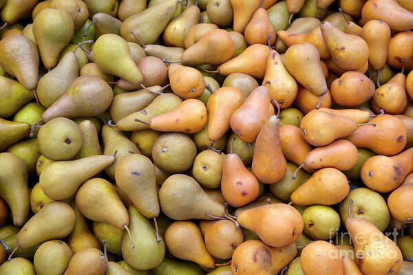 Pear Art Print featuring the photograph Pears at the Harvest by Bruce Block