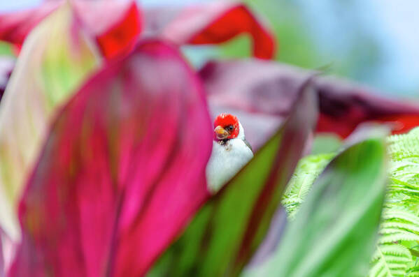 Bird Art Print featuring the photograph Peeking between the leaves by Daniel Murphy