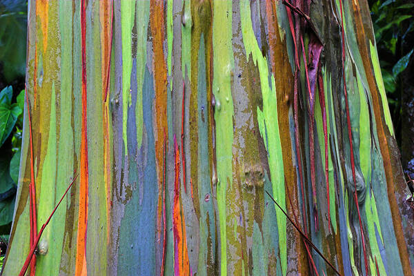 St Lucia Art Print featuring the photograph Peeling Bark- St Lucia. by Chester Williams