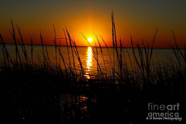 Sunset Art Print featuring the photograph Peering through the Sea Oats by Barbara Bowen