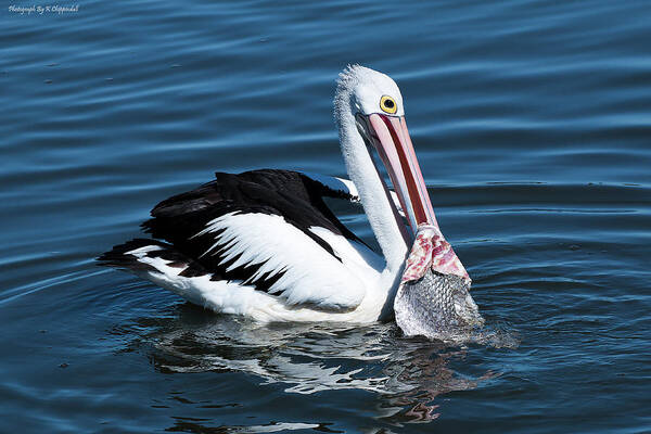 Pelican Photography Art Print featuring the photograph Pelican fishing 6661 by Kevin Chippindall