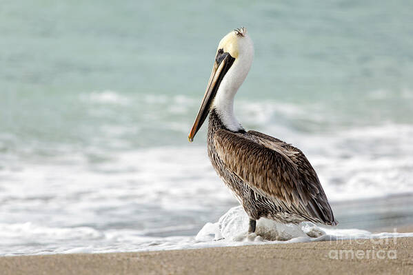 Florida Art Print featuring the photograph Pelican Waves by Karin Pinkham