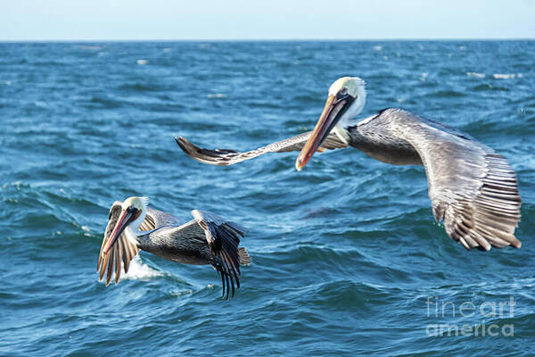Pelican Art Print featuring the photograph Pelicans Flying by Robert Bales