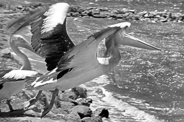 Pelican Art Print featuring the photograph Pelican's Take Off by Miroslava Jurcik
