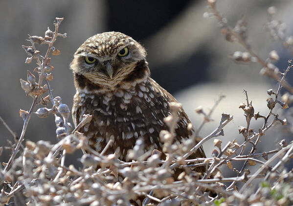 Burrowing Owl Art Print featuring the photograph Penetrating Eyes by Fraida Gutovich