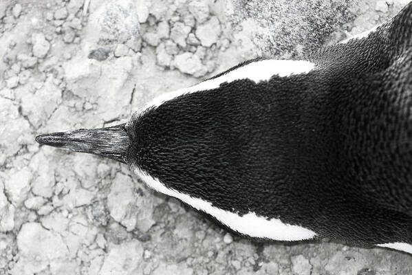 Penguin Art Print featuring the photograph Penguin from above by Julian Regan