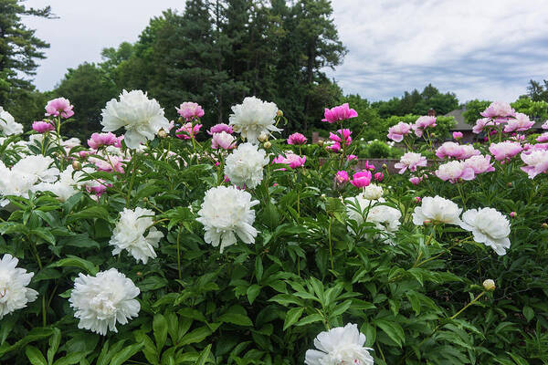 Peonies Art Print featuring the photograph Peonies in Garden by Ann Moore