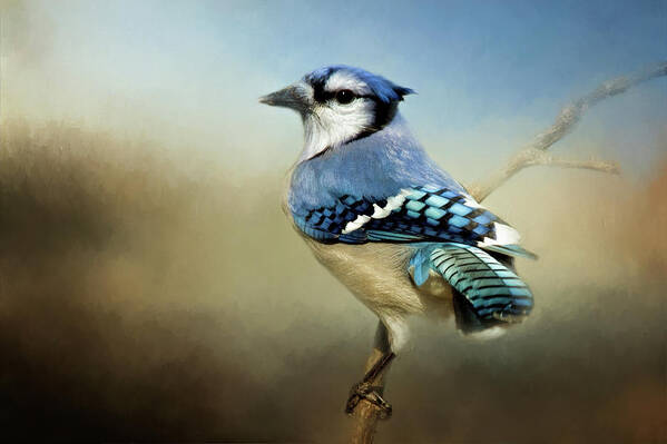 Animal Art Print featuring the photograph Perched Blue Jay by Lana Trussell