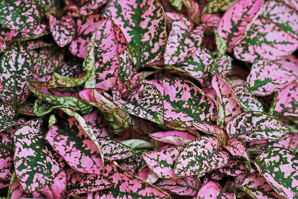 Pink Art Print featuring the photograph Perfect Pink Hypoestes II by Michiale Schneider