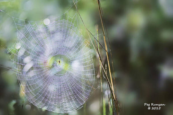 Spider Web Art Print featuring the photograph Perfect Symmetry by Peg Runyan
