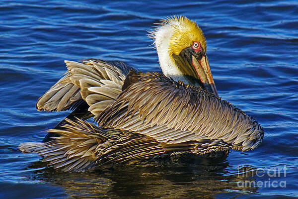 Pelican Art Print featuring the photograph Perky Pelican by Larry Nieland