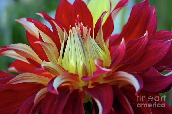 Dahlia Art Print featuring the photograph Petals in Red Velvet by Patricia Strand