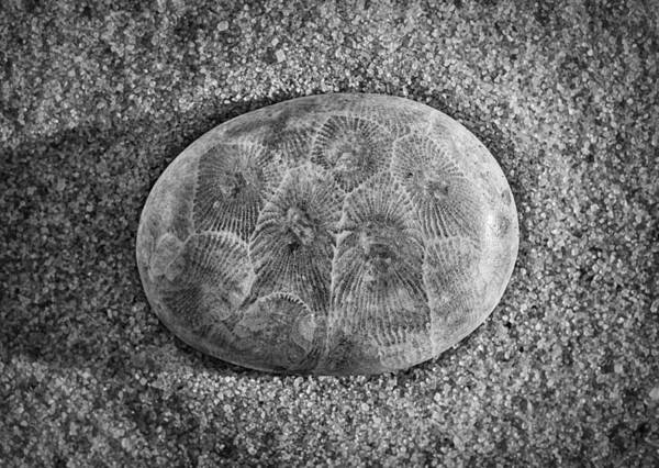 Petoskey Art Print featuring the photograph Petoskey Stone in Black and White by Matt Hammerstein