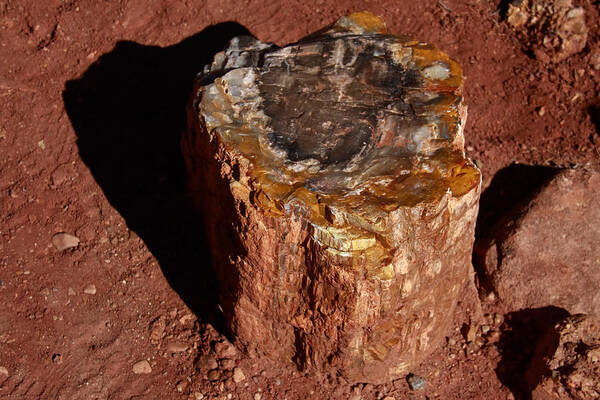 Petrified Forest Art Print featuring the photograph Petrified Forest by Aidan Moran