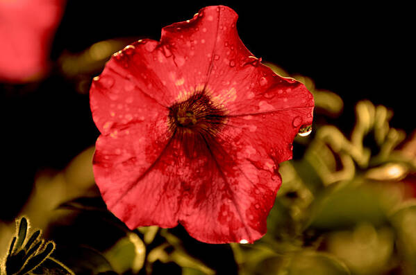 Petunia Art Print featuring the photograph Petunia after rain by Metaphor Photo