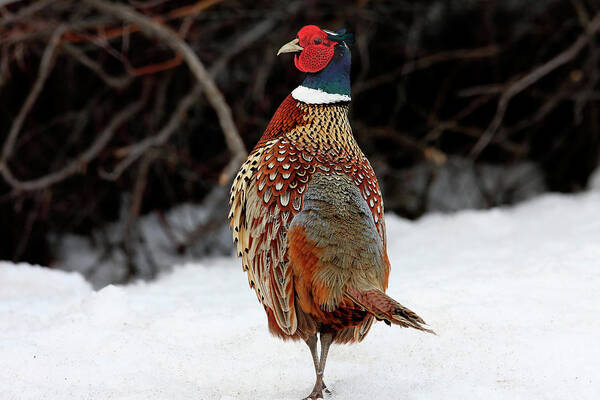 Pheasant Art Print featuring the photograph Pheasant by Ronnie And Frances Howard