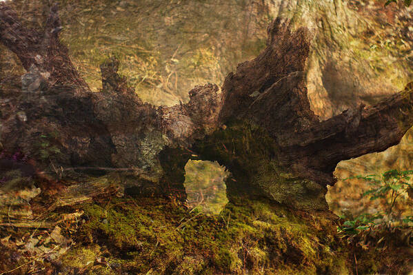 Photography Background Art Print featuring the photograph Photography Background Fantasy Woodland Fairy Faery Scenic by Suzanne Powers