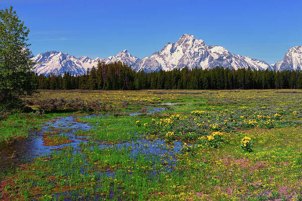 Grand Teton National Park Art Print featuring the photograph Pilgrim Creek Spring Meadow by Greg Norrell