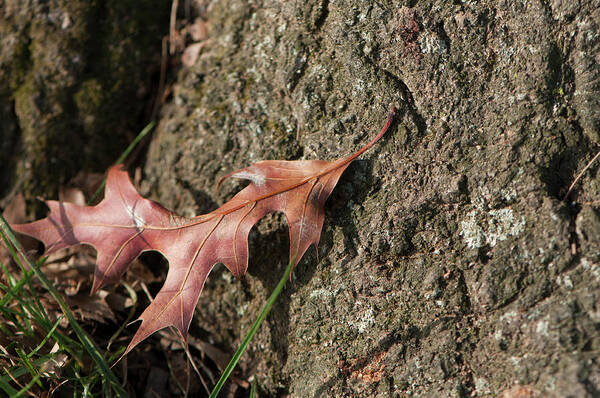 Leaf Art Print featuring the photograph Pin Oak Leaf On Bark by Brian Green